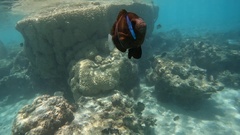 Amphiprion akindynos