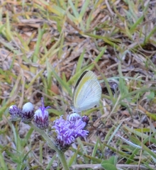 Eurema elathea