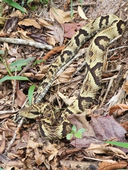 Bothrops jararaca