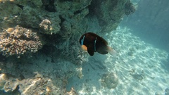 Amphiprion akindynos
