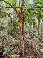 Cyathea phalerata