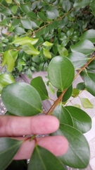 Cinnamomum reticulatum