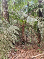 Cyathea phalerata