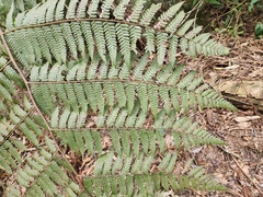 Cyathea phalerata