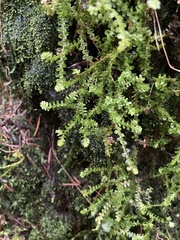 Selaginella douglasii