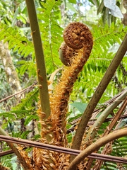 Cyathea phalerata
