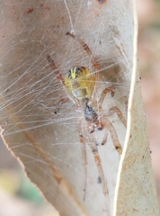 Phonognatha graeffei