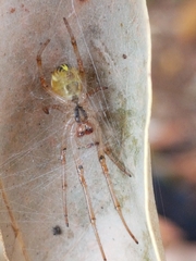 Phonognatha graeffei