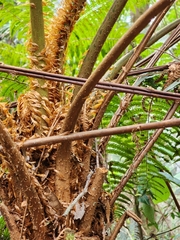 Cyathea phalerata