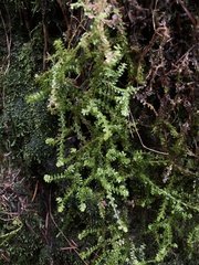Selaginella douglasii