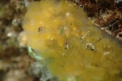 Aplidium californicum