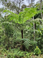 Cyathea delgadii