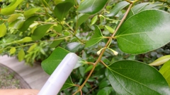 Cinnamomum reticulatum