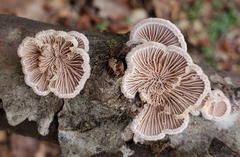 Schizophyllum commune