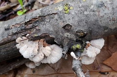 Schizophyllum commune