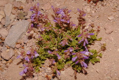 Penstemon davidsonii davidsonii
