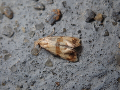 Phalonidia contractana