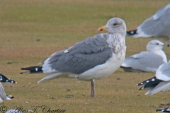 Larus argentatus vegae