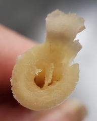 Hebeloma crustuliniforme