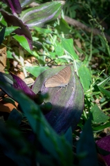 Cissia