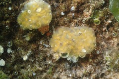 Aplidium californicum