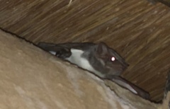 Taphozous mauritianus