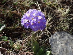 Primula denticulata