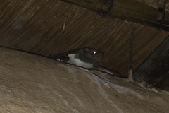 Taphozous mauritianus