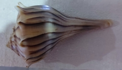 Sinistrofulgur sinistrum