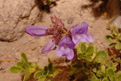 Penstemon davidsonii davidsonii