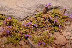 Penstemon davidsonii davidsonii