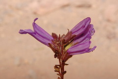 Penstemon davidsonii davidsonii