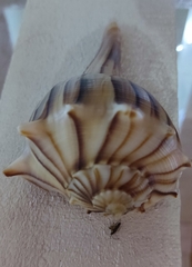 Sinistrofulgur sinistrum