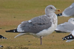 Larus argentatus vegae