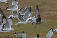 Larus argentatus vegae