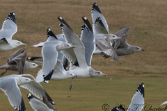 Larus argentatus vegae
