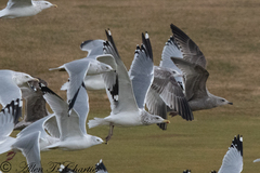 Larus argentatus vegae