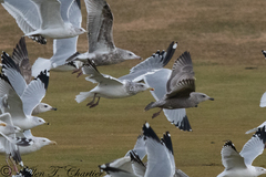 Larus argentatus vegae
