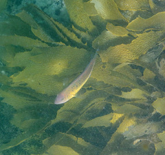 Austrolabrus maculatus