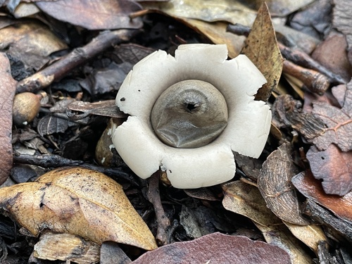 Geastrum triplex