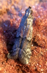 Euzophera semifuneralis