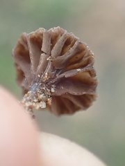 Contumyces rosellus