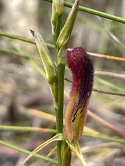 Cryptostylis hunteriana