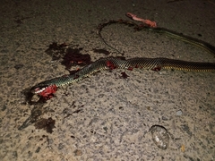 Drymobius margaritiferus