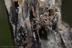 Merocoris