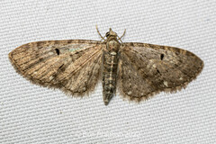 Eupithecia