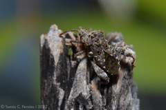 Merocoris