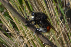 Mallophora ruficauda