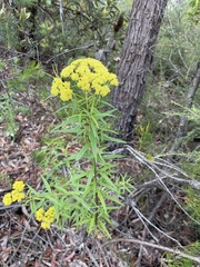 Cassinia aureonitens