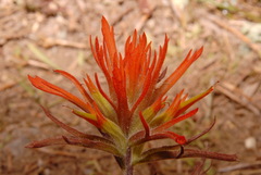 Castilleja applegatei applegatei